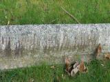 image of grave number 489631